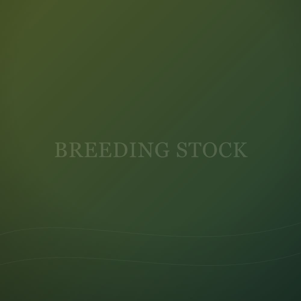 Highland Breeding Heifer from North River Ranch.